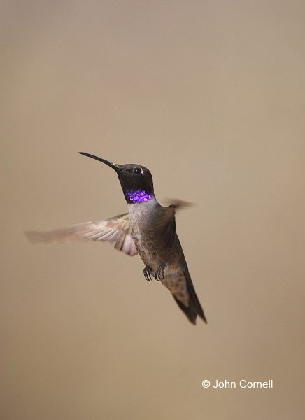 Black-chinned Hummingbird;Hummingbird;Archilochus alexandri;Flying bird;action;aloft;behavior;flight;fly;flying;soar;wing;winged;wings;one animal;Color Image;Photography;Birds;Animals in the Wild;Flight;Action;Active;in flight;motion;movement;soaring